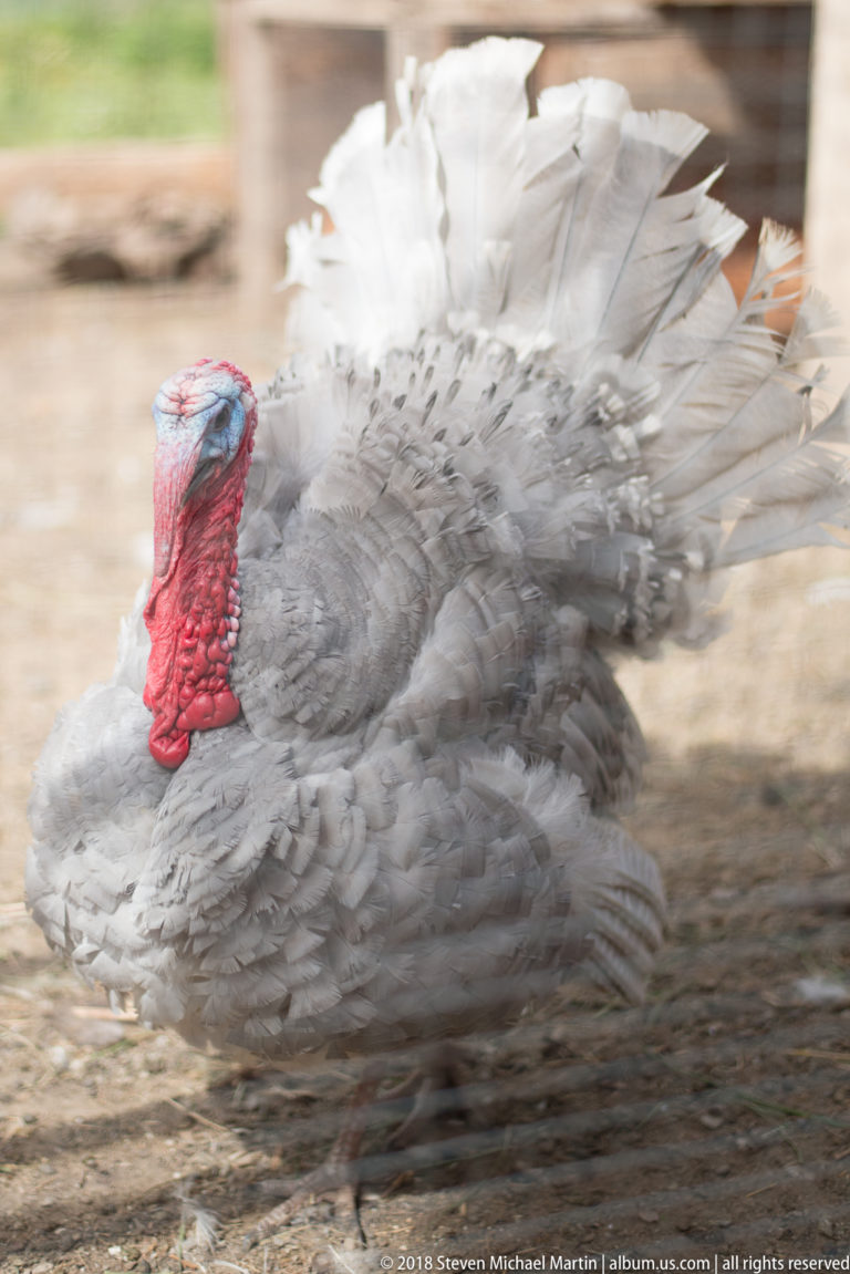Large gray-and-white domestic turkey with red head, wattle, and partially fanned tail standing on bare ground.