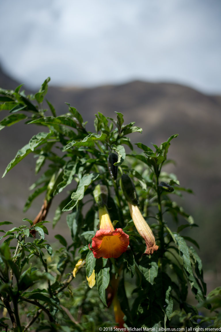Orange hanging trumpet flower and bud on a green shrub with a blurred dry mountain ridge behind.