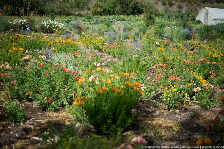 Wide garden bed filled with mixed orange, pink, yellow, blue, and white flowers.