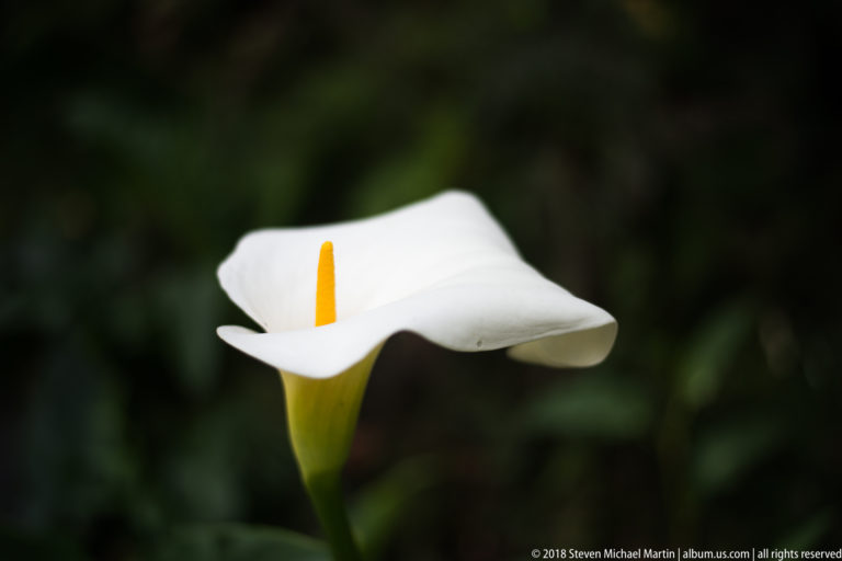 Side view of a white calla lily with curled spathe and upright yellow spadix against a dark background.