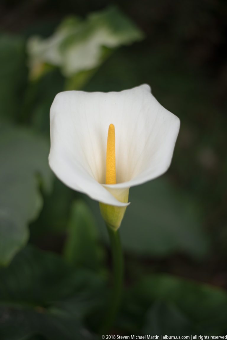 White calla lily with a yellow central spadix emerging from dark green foliage.
