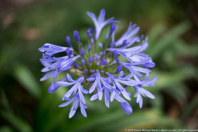 Close-up of a rounded cluster of blue-purple tubular flowers against a softly blurred green background.