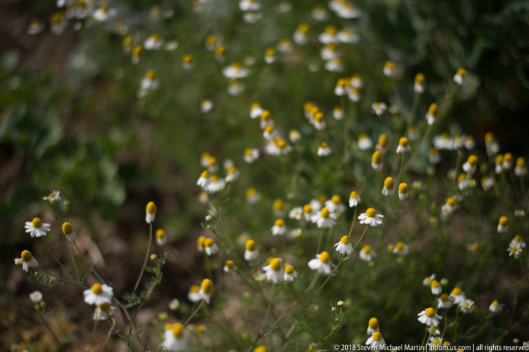 Cluster of small white daisy-like flowers with yellow centers on slender stems against a dark green background.