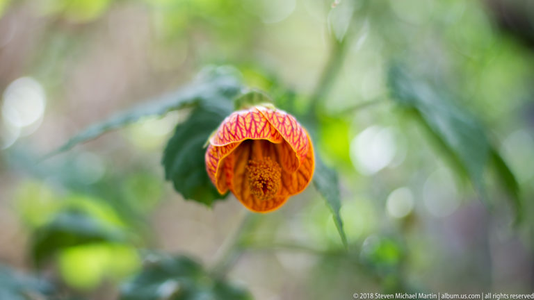 Orange-and-yellow hanging bell-shaped flower with red veining against a softly blurred green background.