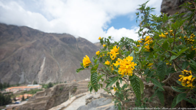 Yellow-flowering shrub in sharp focus with stone terraces and steep Andean mountains blurred in the background.