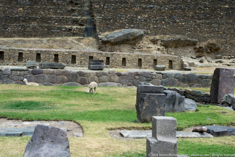 Grassy archaeological terrace with a grazing llama, fitted stone wall, scattered worked blocks, and higher masonry rising against the slope.