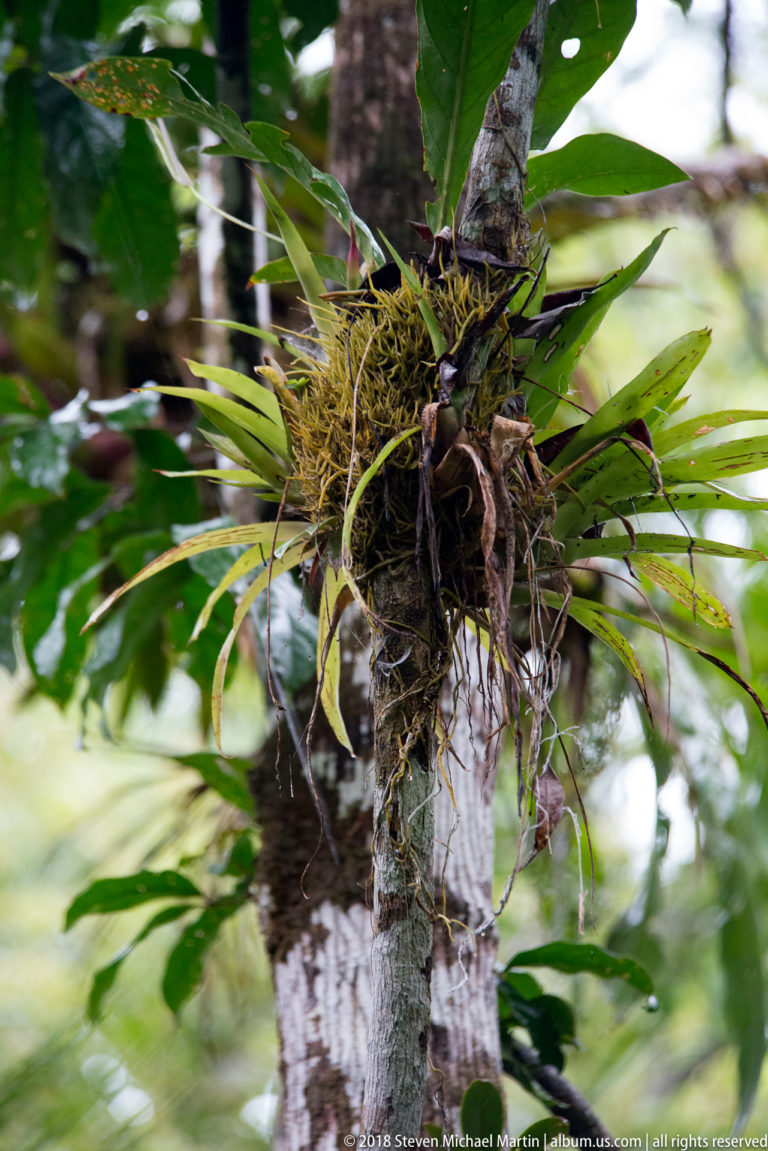 Epiphytic rosette with narrow green leaves, exposed roots, and moss growing from the side of a rainforest tree.