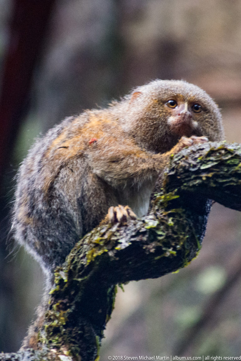 Close side view of a pygmy marmoset crouched low on a moss-covered branch in rainforest.