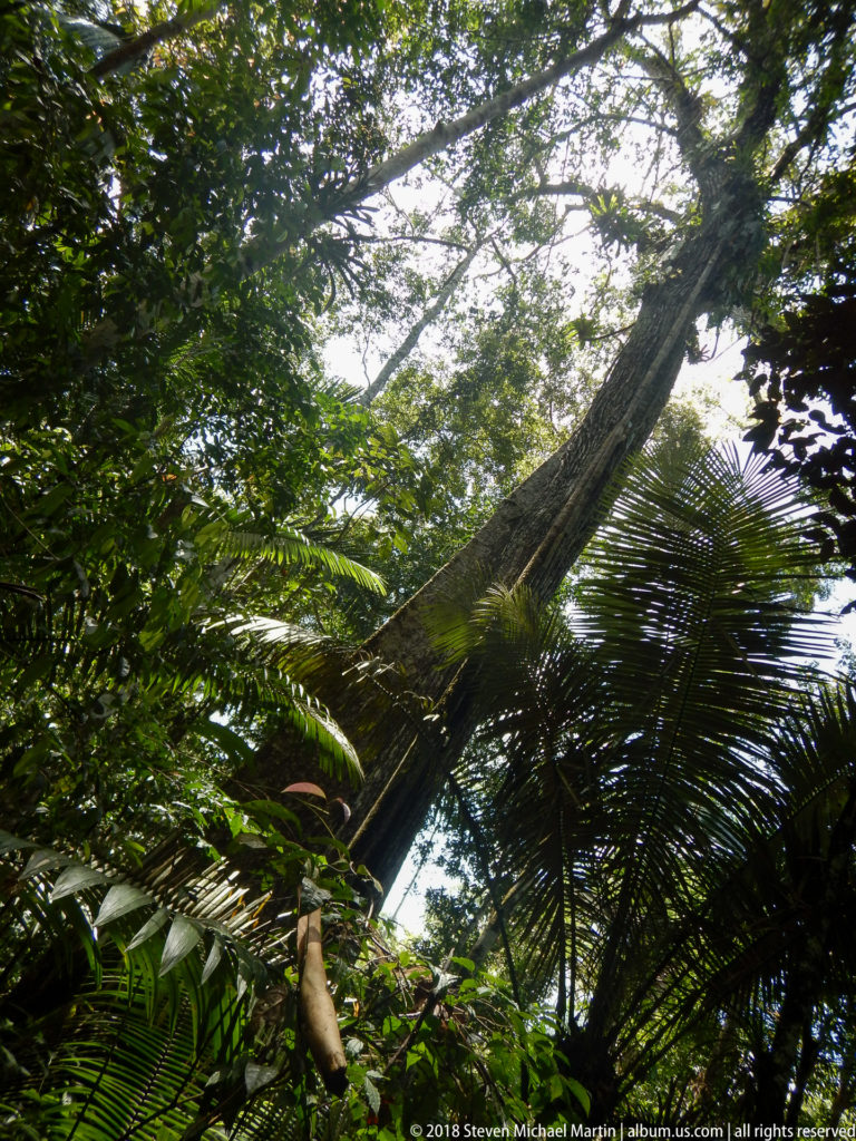 Tall leaning tree crossing a dense green rainforest canopy of palms, vines and broad leaves.