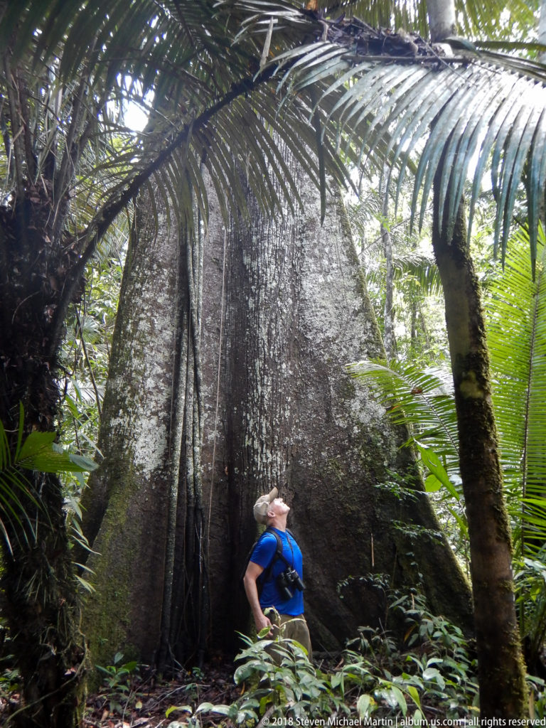 Person in blue shirt standing at the base of a huge buttressed rainforest tree beneath arching palm fronds.