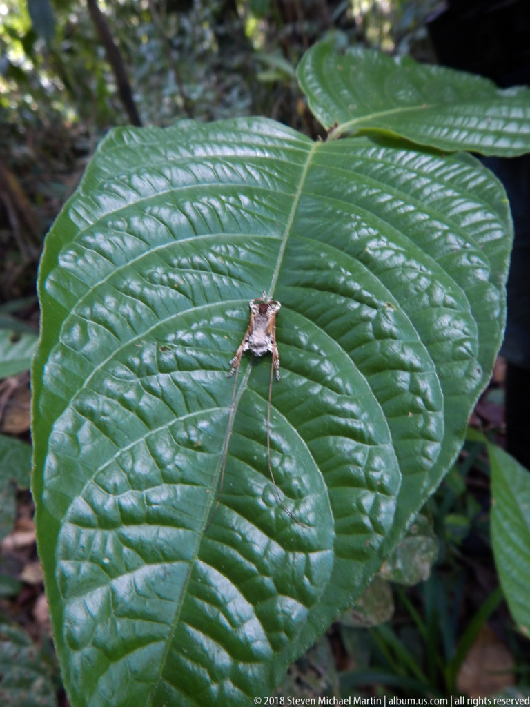 Small brown angular-legged insect centered on a broad glossy leaf amid rainforest understory.