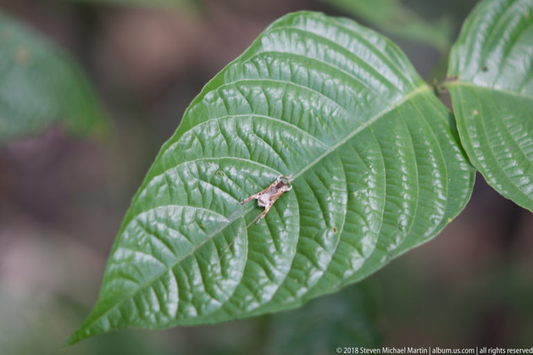 Small brown long-legged insect centered on a strongly veined green leaf against a blurred forest background.