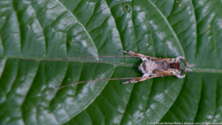 Mottled brown long-legged insect resting across the midrib of a large glossy green rainforest leaf.