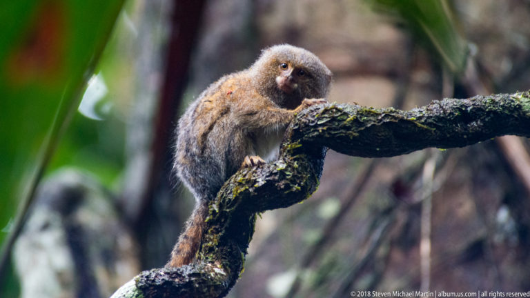 Pygmy marmoset facing forward from a mossy branch, one hand gripping the limb and tail hanging behind.