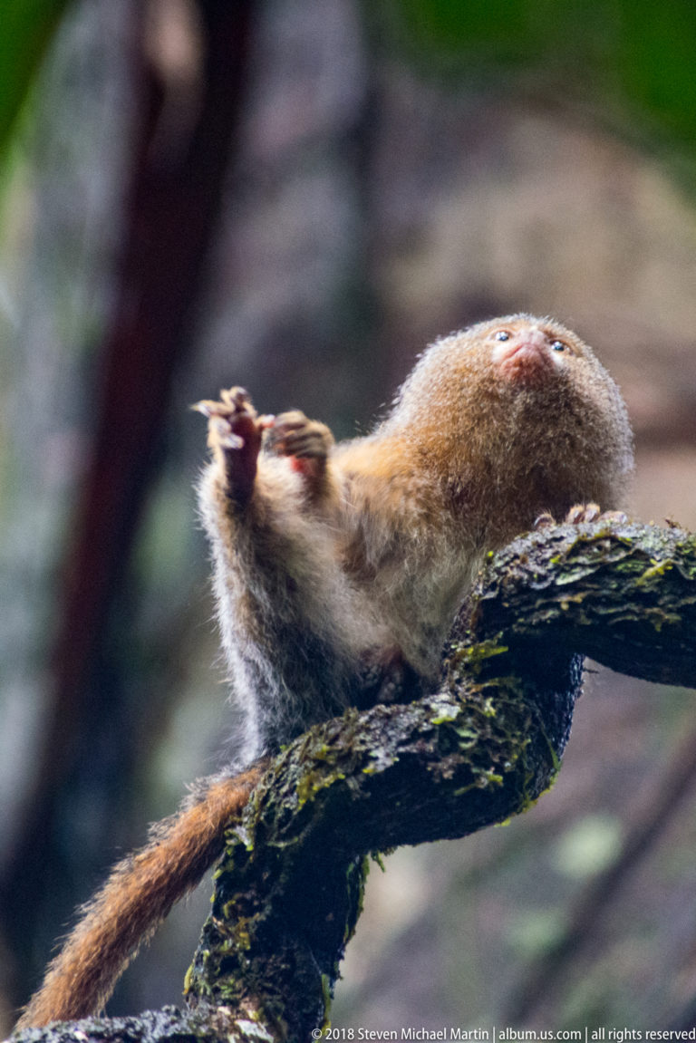 Pygmy marmoset stretched horizontally along a mossy branch, reaching forward with its long tail extended.