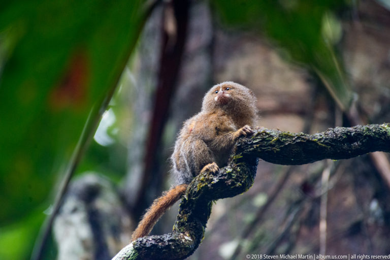 Small pygmy marmoset perched upright on a mossy branch with its long tail hanging behind.