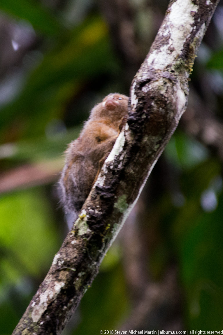 Tiny brown pygmy marmoset partly hidden behind a diagonal tree branch in dense green rainforest.