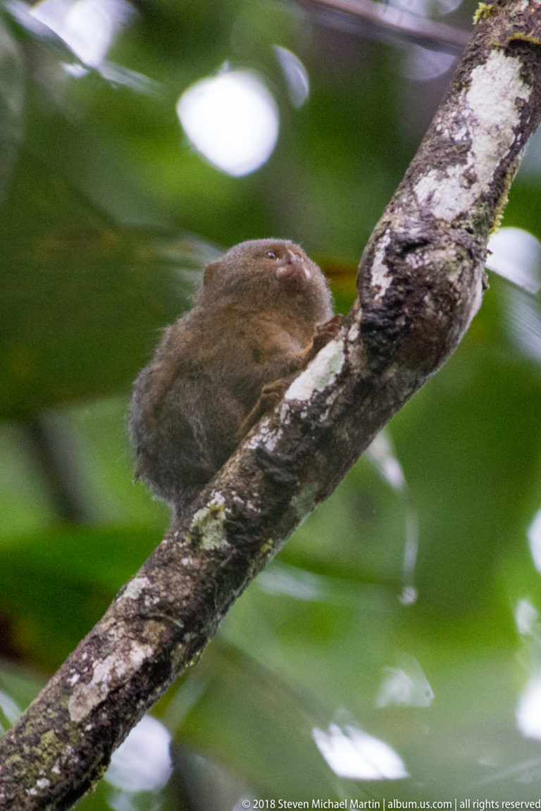 Pygmy marmoset crouched low on a sloping branch, partly turned away against a softly blurred green forest background.