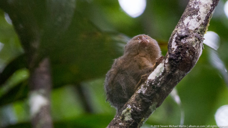 Pygmy marmoset clinging upright beside a mottled trunk and looking upward into the canopy.