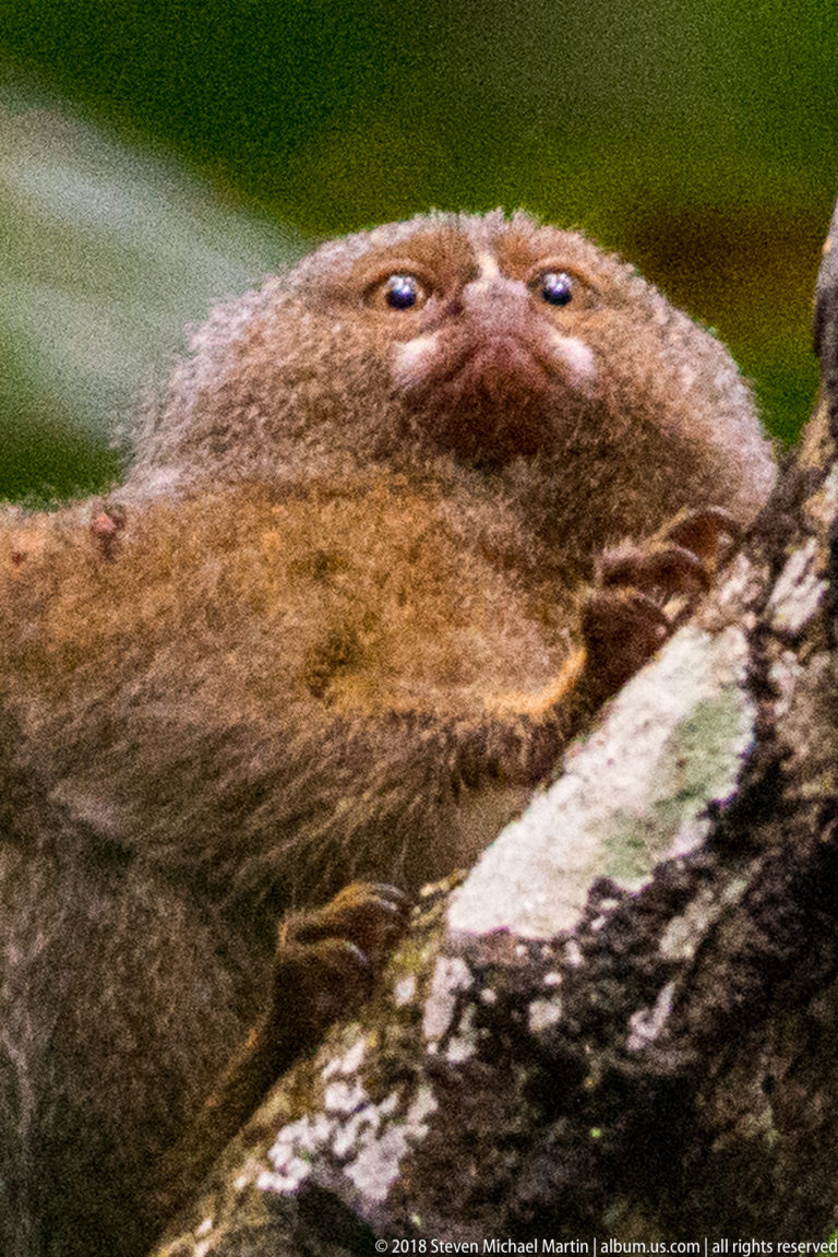 Close pygmy marmoset stretched low along a branch, showing dense tawny-gray fur, rounded ear, and compact face.
