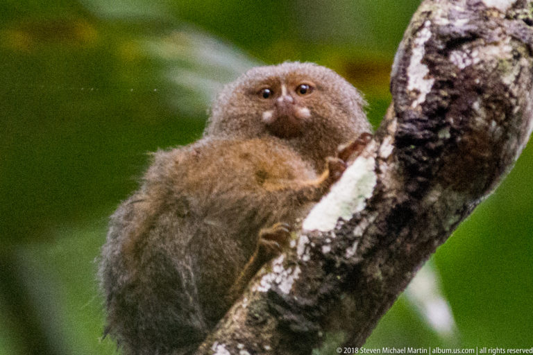 Alert pygmy marmoset facing the camera beside a lichen-spotted branch, with rounded face and tiny hands visible.