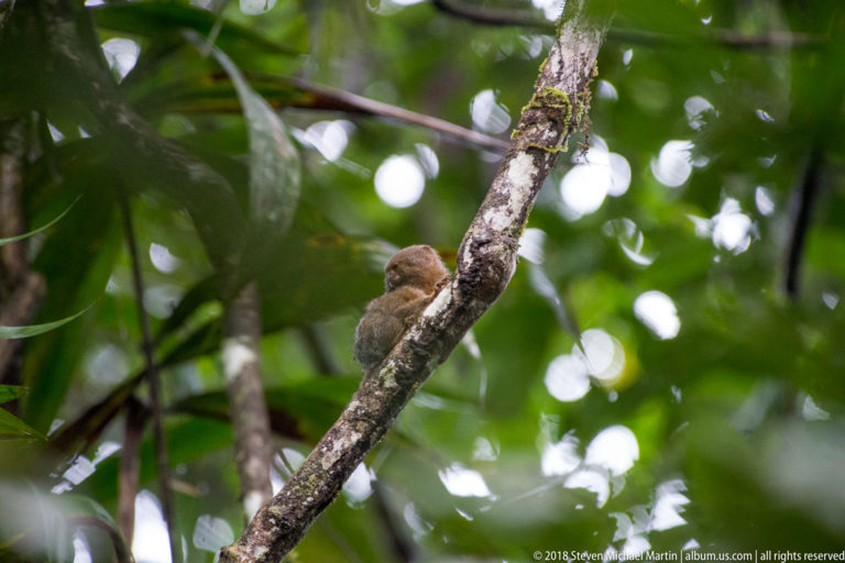 Small pygmy marmoset clinging to a slender diagonal branch amid dense green rainforest foliage.