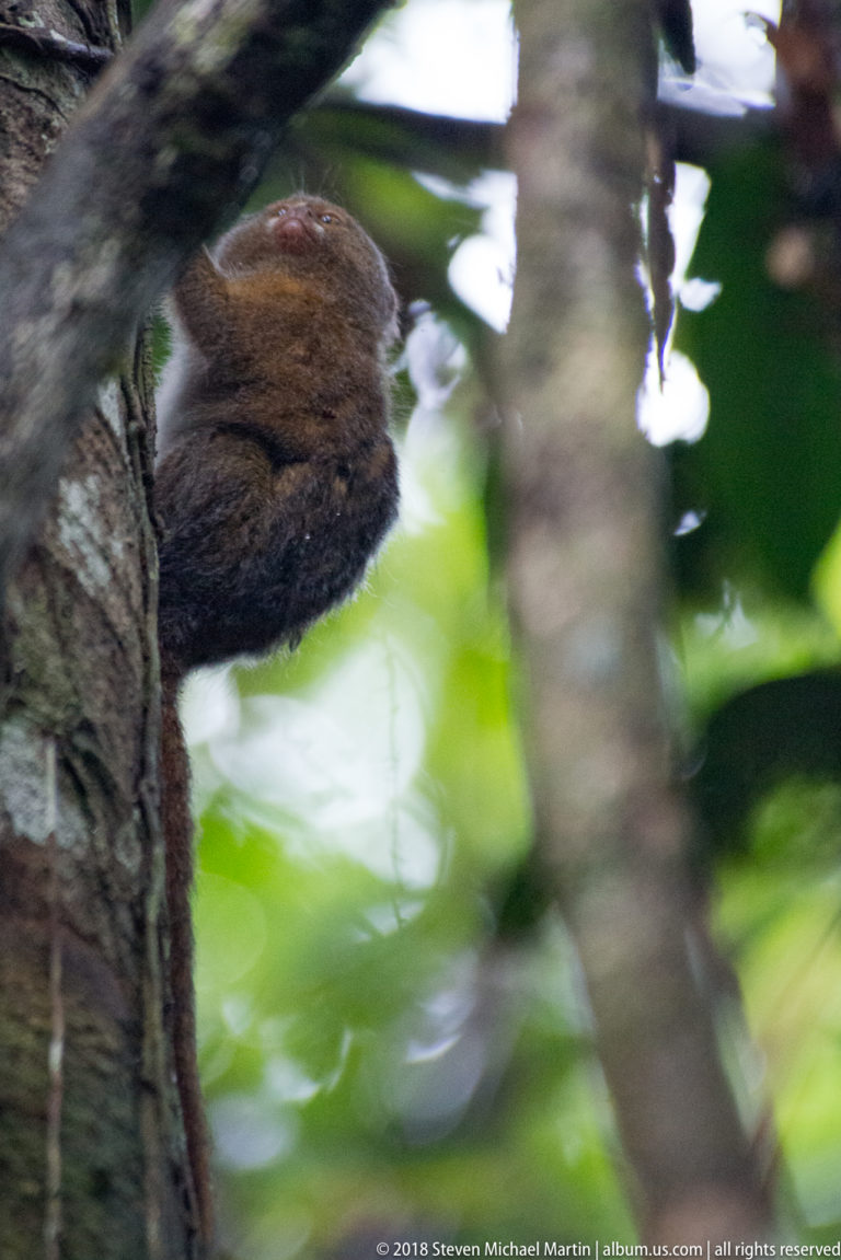 Pygmy marmoset partly hidden behind a vertical tree trunk, with its brown body and tail visible.