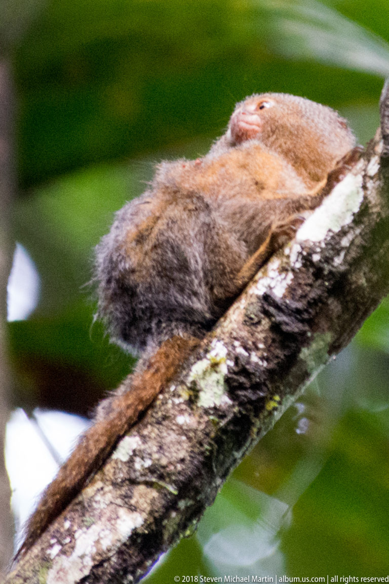 Pygmy marmoset lying flat along a moss-flecked branch with long tail trailing behind and face slightly raised.