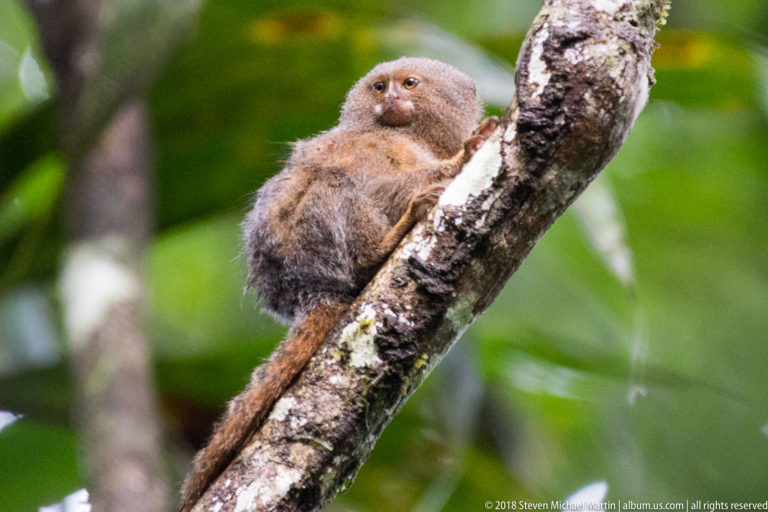 Pygmy marmoset with tawny-gray fur perched upright on an angled branch, long tail extending along the wood.