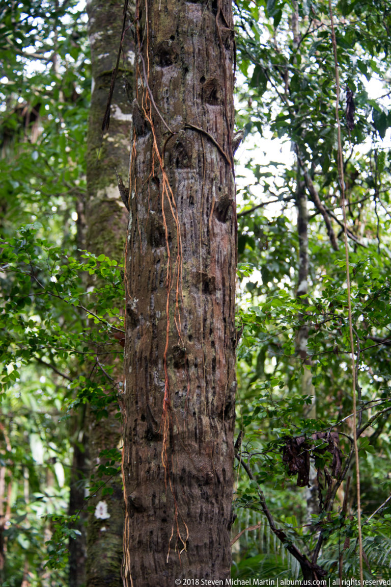 Large ridged rainforest tree trunk crossed by thin orange-brown climbing roots or lianas amid dense green foliage.