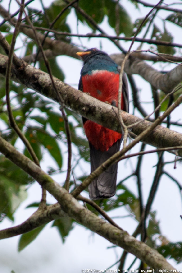 Side profile of a male trogon with short orange bill, dark blue-green upperparts, red belly, and long gray tail.