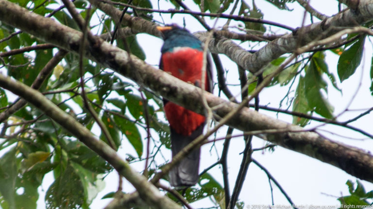 Frontal view of a male trogon with red belly and dark blue-green head partly obscured by crossing rainforest branches.