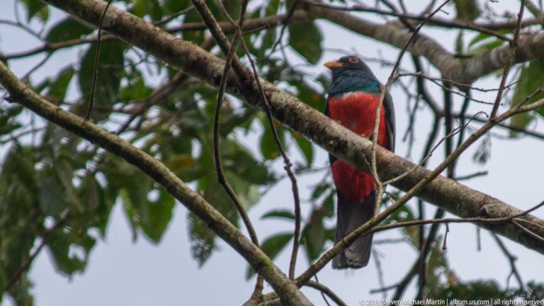 Male trogon with dark blue-green head and chest, bright red belly, and long gray tail perched among branches.