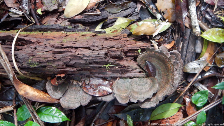 Cluster of gray-brown bracket fungi with concentric bands growing from a decaying log among wet forest-floor leaves.