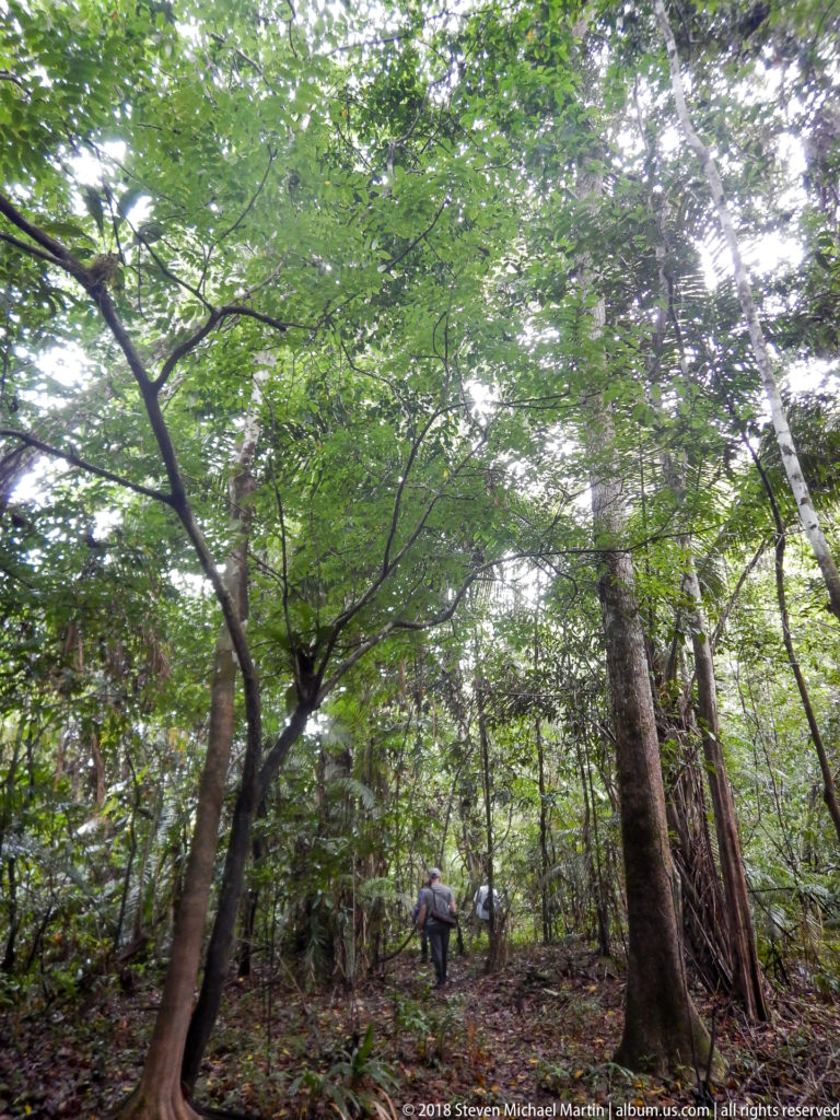 Broad-branched rainforest tree forms a green canopy over slender trunks and understory, with a distant person below.