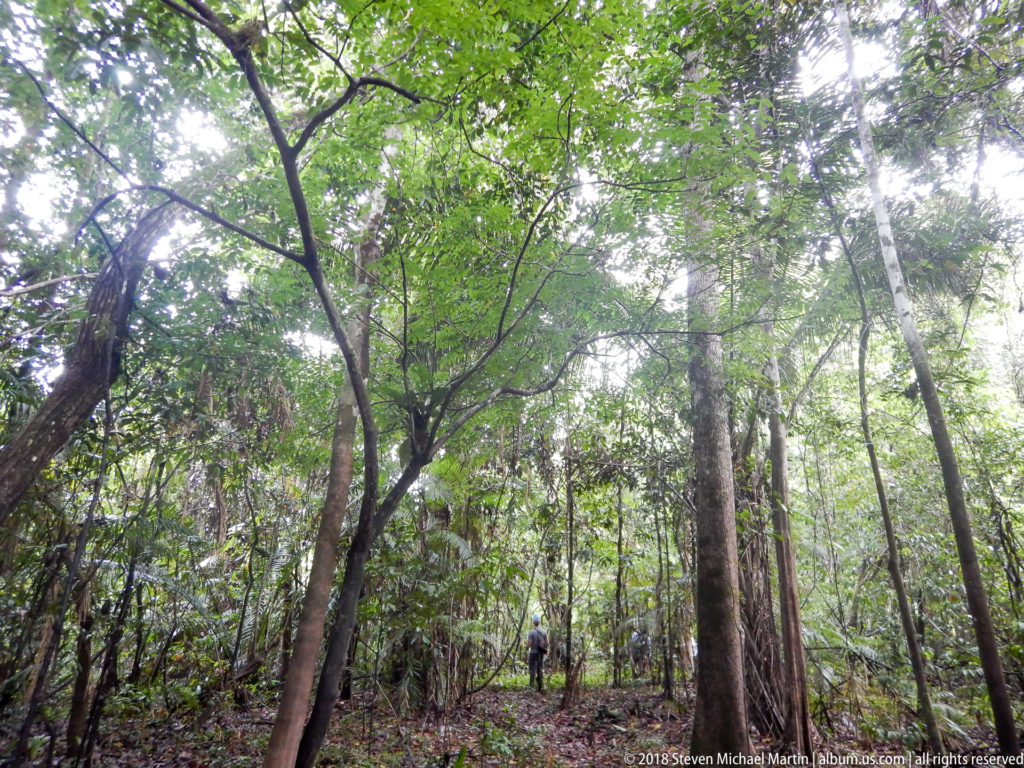 Tall rainforest trunks rise above palms and saplings, with a small distant person providing scale on the forest floor.