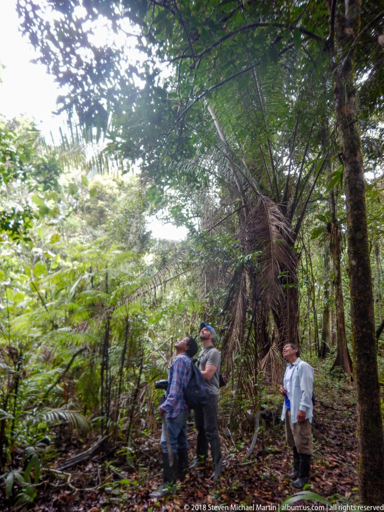 Three people stand beneath tall rainforest palms, looking upward while one handles camera or optical equipment.