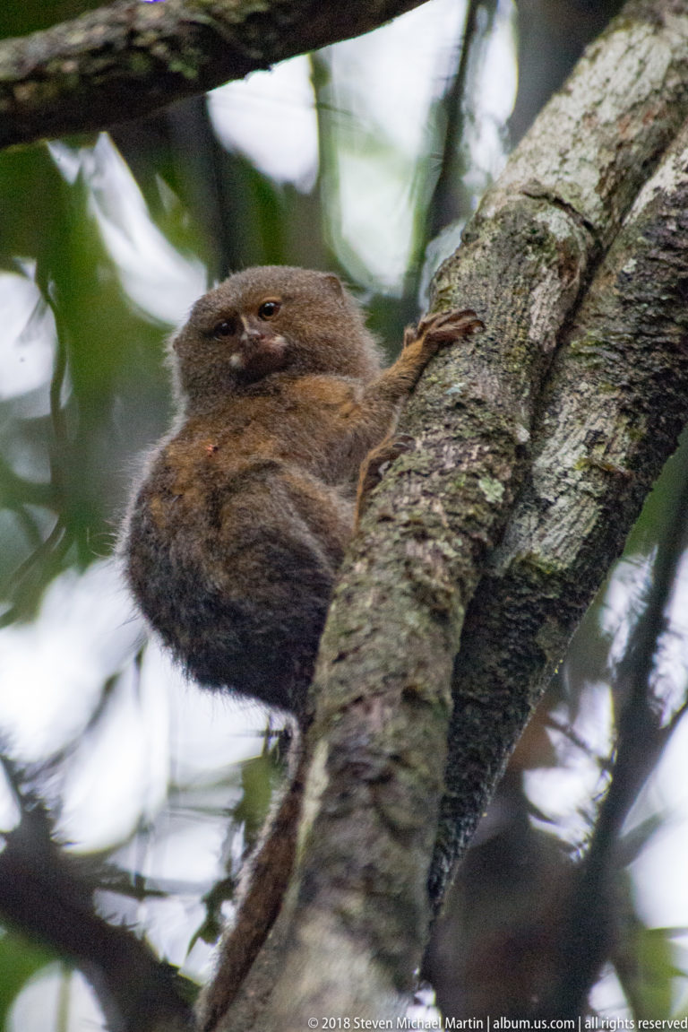 Pygmy marmoset curled against a sloping tree trunk with one hand reaching higher on the bark.