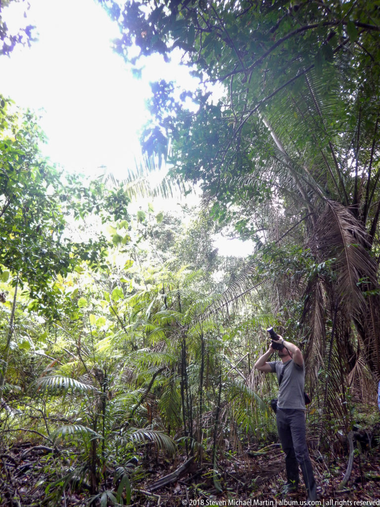 Lone photographer aims a telephoto camera upward from a small opening amid palms, vines, and dense rainforest foliage.