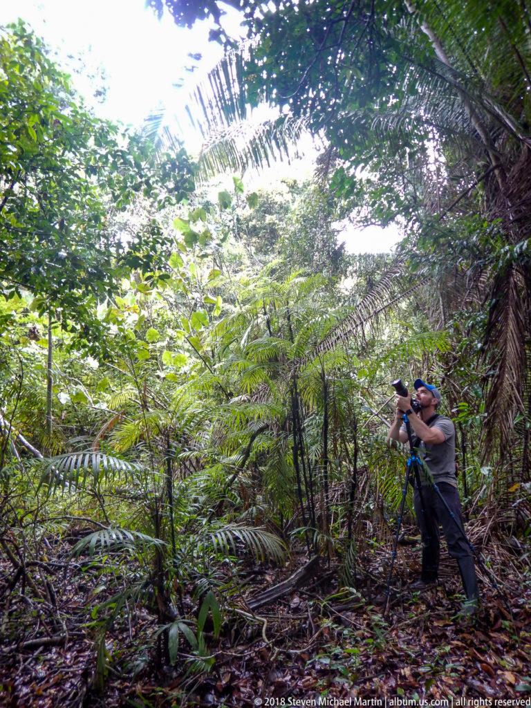 Photographer with telephoto camera works beneath arching palms in dense green rainforest understory.