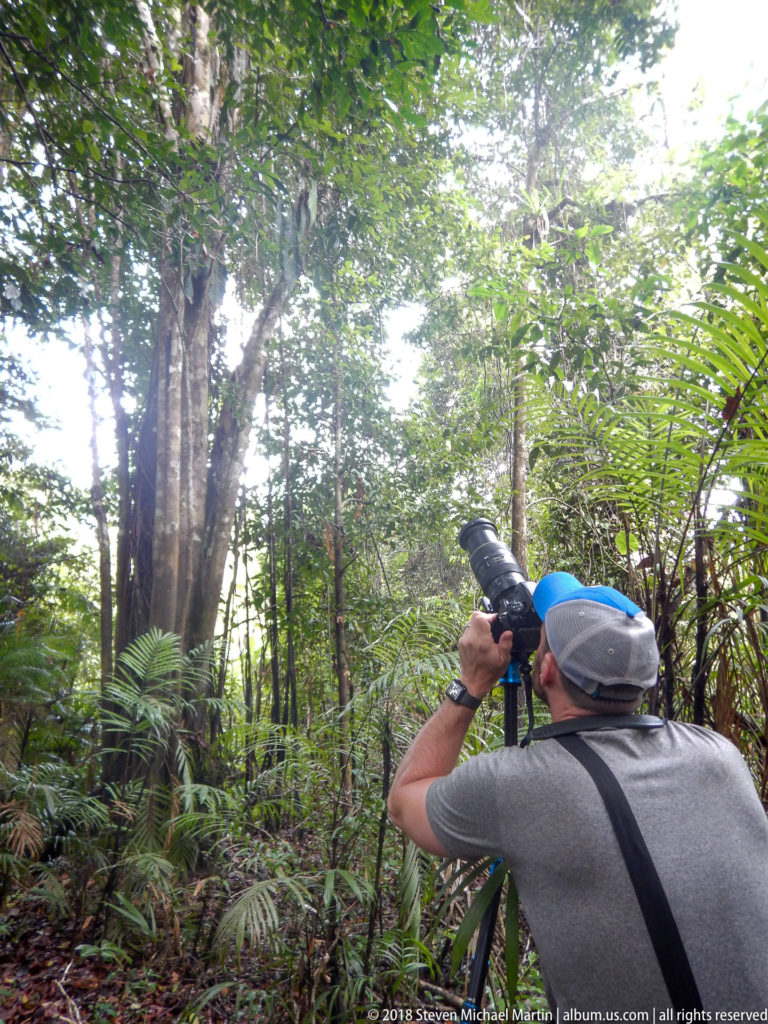 Photographer with long telephoto lens aims upward beneath dense palms and broadleaf rainforest vegetation.