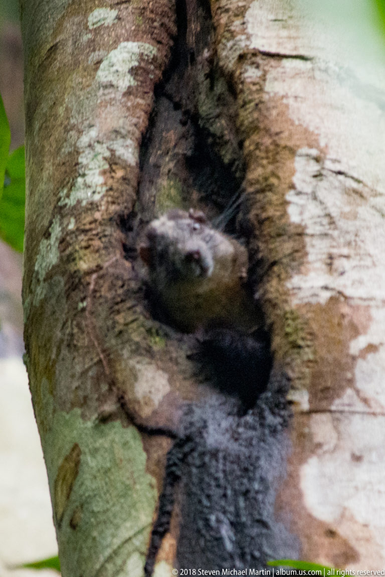 Rodent with whiskered muzzle turned sideways inside a narrow tree cavity with dark inner bark.