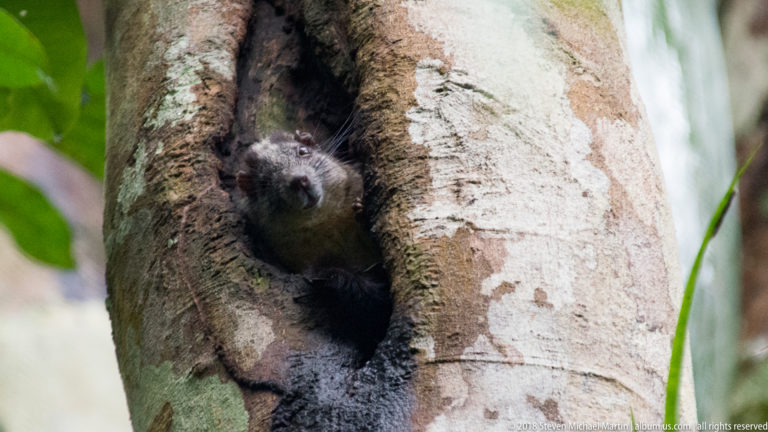 Gray-brown rodent sitting upright in a vertical tree hollow framed by pale, mottled bark.