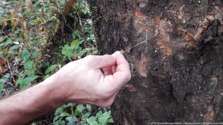 Hand holding a very fine strand against rough dark tree bark with reddish exposed patches in rainforest understory.