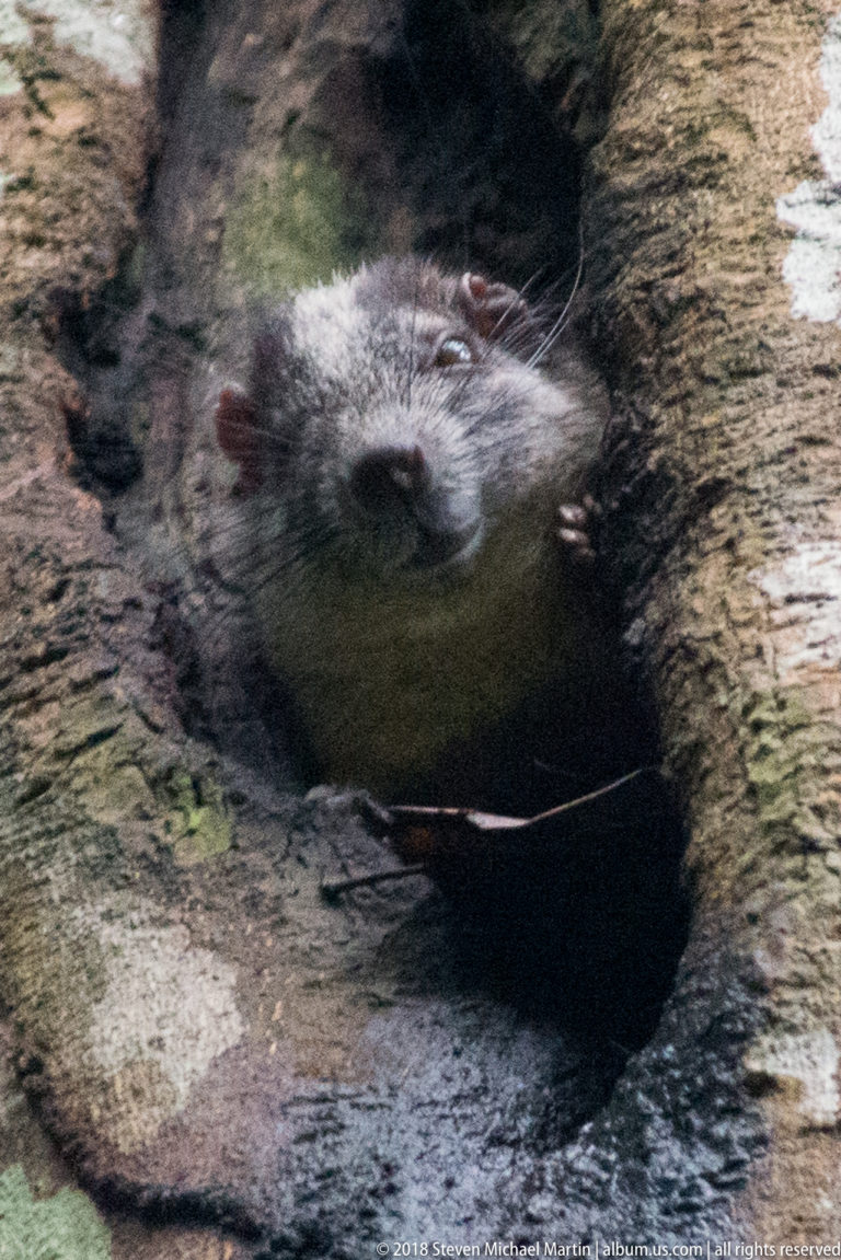 Gray-brown rodent resting inside a deep tree cavity with face, shoulder, and one forelimb visible.