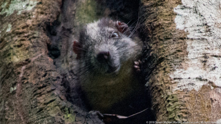Close view of a dark gray rodent with whiskers and rounded ears emerging from a tree hollow.