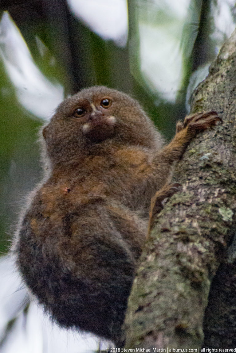 Close pygmy marmoset clinging to a tree trunk and turning its face toward the camera.