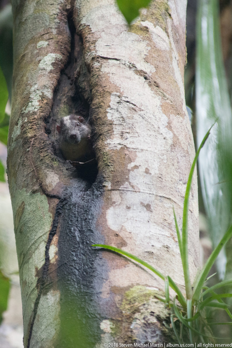Gray-brown rodent peering from a dark cavity in a pale tree trunk, with whiskers and rounded ears visible.