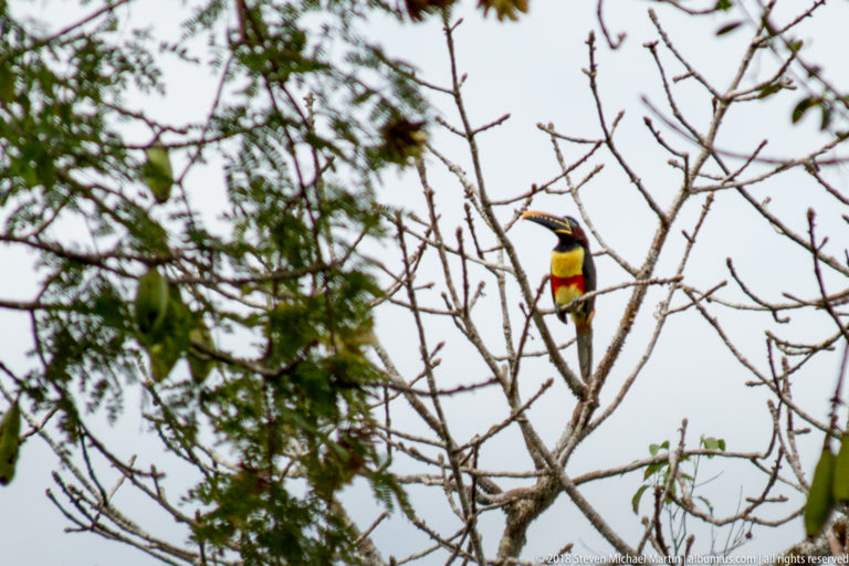 Distant aracari perched high in sparse branches above surrounding green forest canopy.