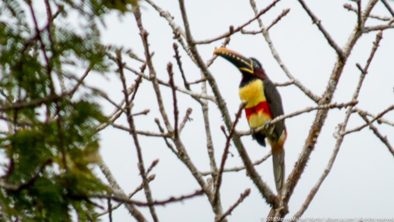 Aracari standing upright on a slender branch, with yellow breast, red belly band, long tail, and upward-pointing bill.